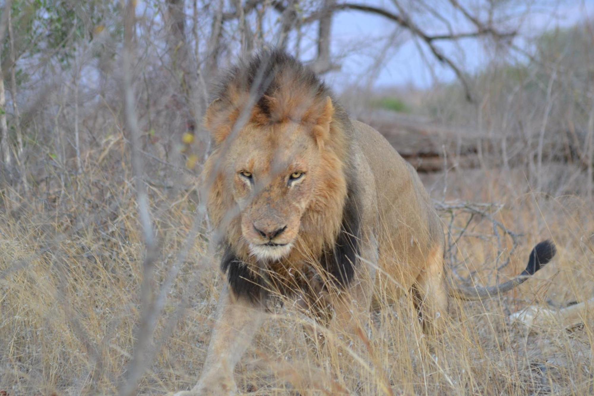 Yebo Safari Tents-Stay Inside Kruger 스쿠쿠자 외부 사진