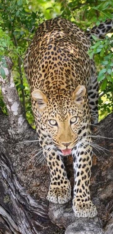 Yebo Safari Tents-Stay Inside Kruger 스쿠쿠자 외부 사진