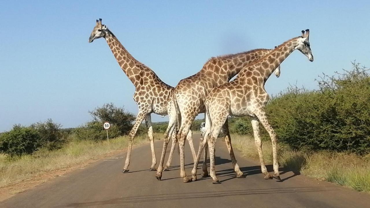 Yebo Safari Tents-Stay Inside Kruger 스쿠쿠자 외부 사진